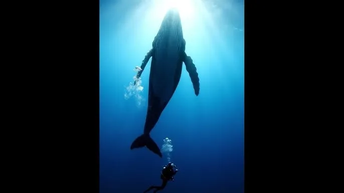 城人电影论坛 - 深蓝星球：探索海洋深处的未知世界